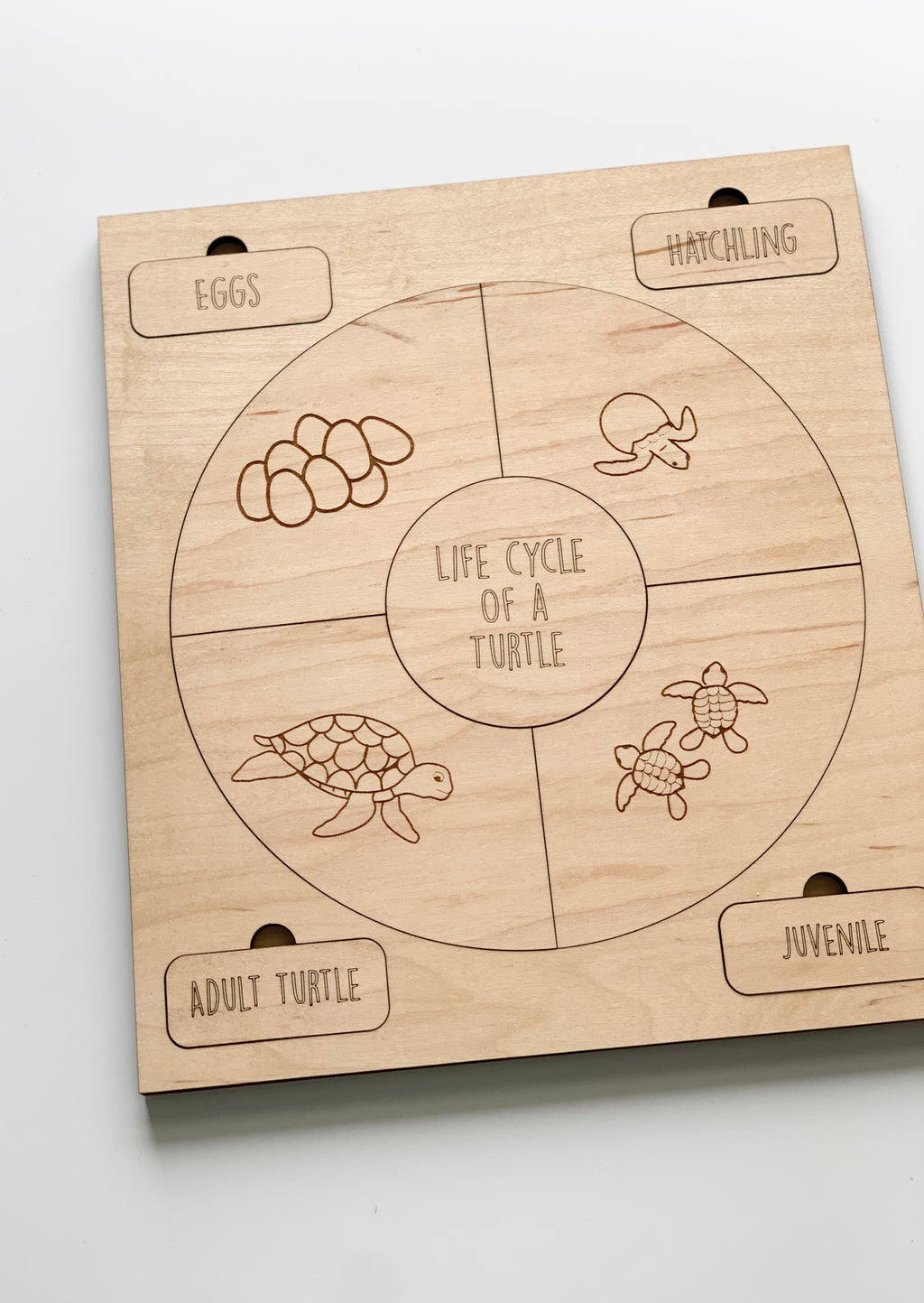 Natural wooden life cycle puzzle showing turtle stages with labeled sections engraved on light wood background