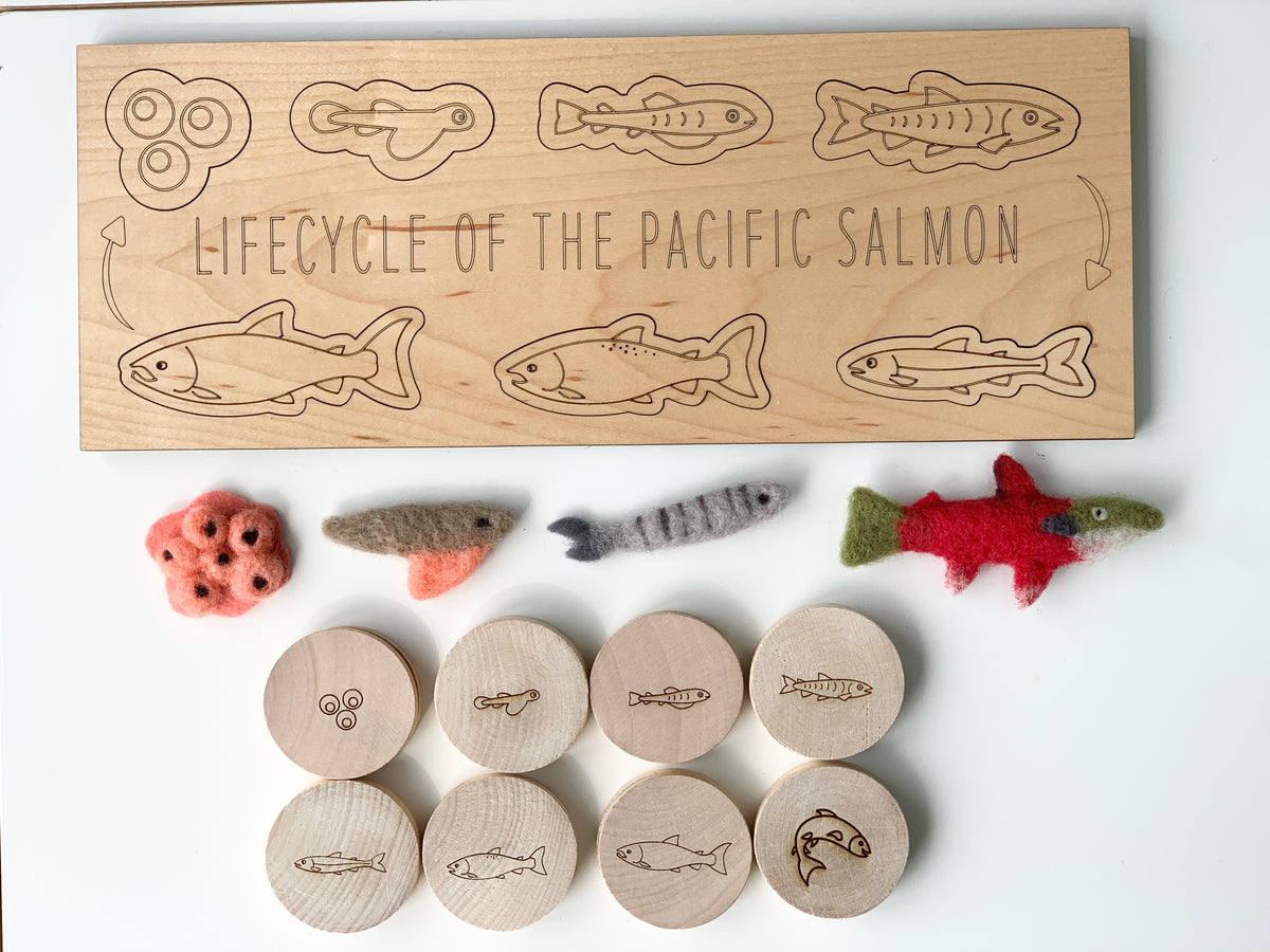 Wooden educational salmon life cycle board with engraved life stages and felt salmon figurines and wooden discs laid out on white background