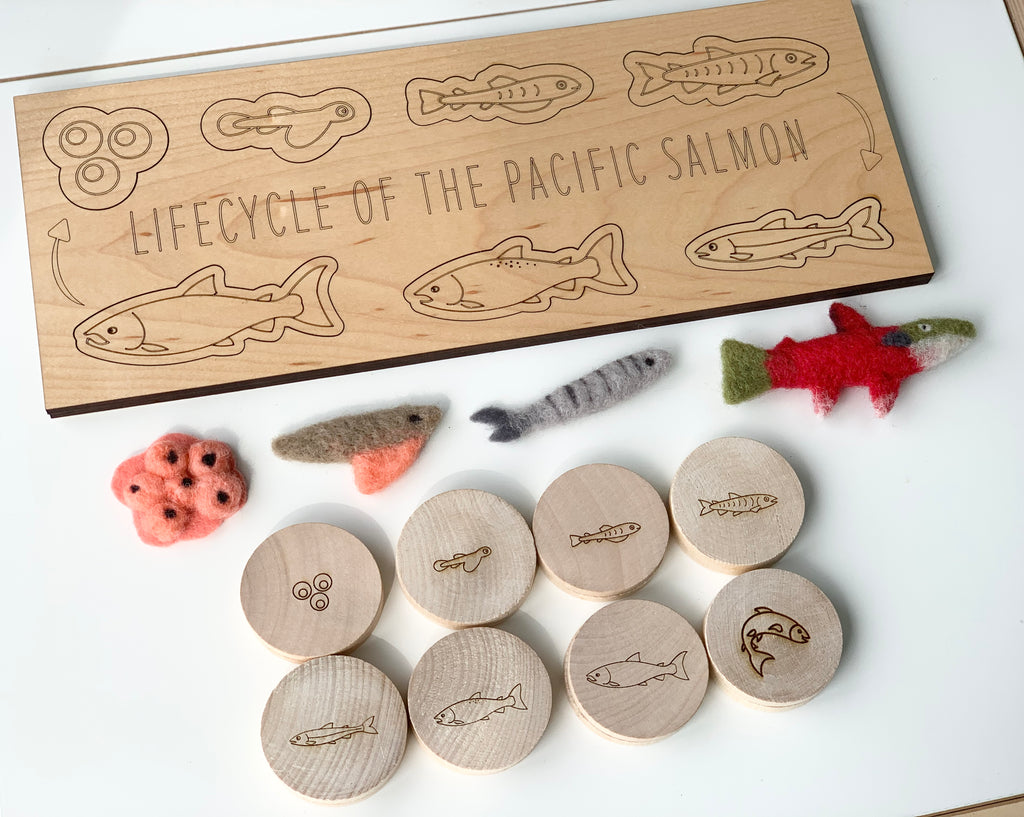 Wooden salmon life cycle memory game with engraved life stages and felt fish and egg models on white background