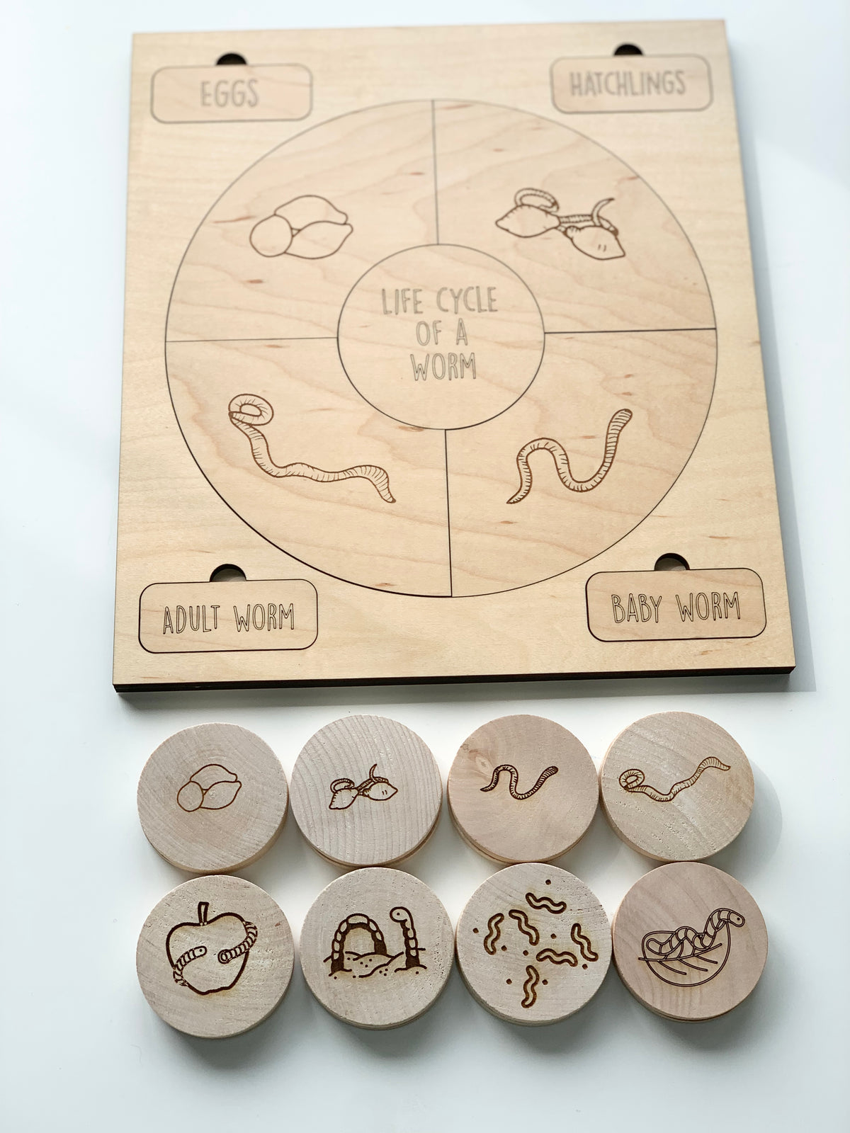 Wooden educational memory game showing life cycle of a worm with labeled board and engraved wood discs