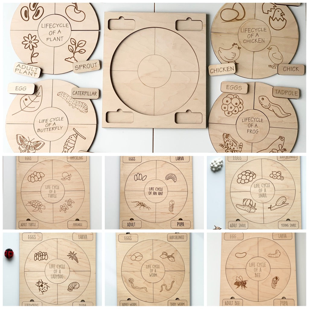 Set of wooden life cycle puzzles depicting plant, butterfly, chicken, frog, ant, snail, and bee stages on natural wood background