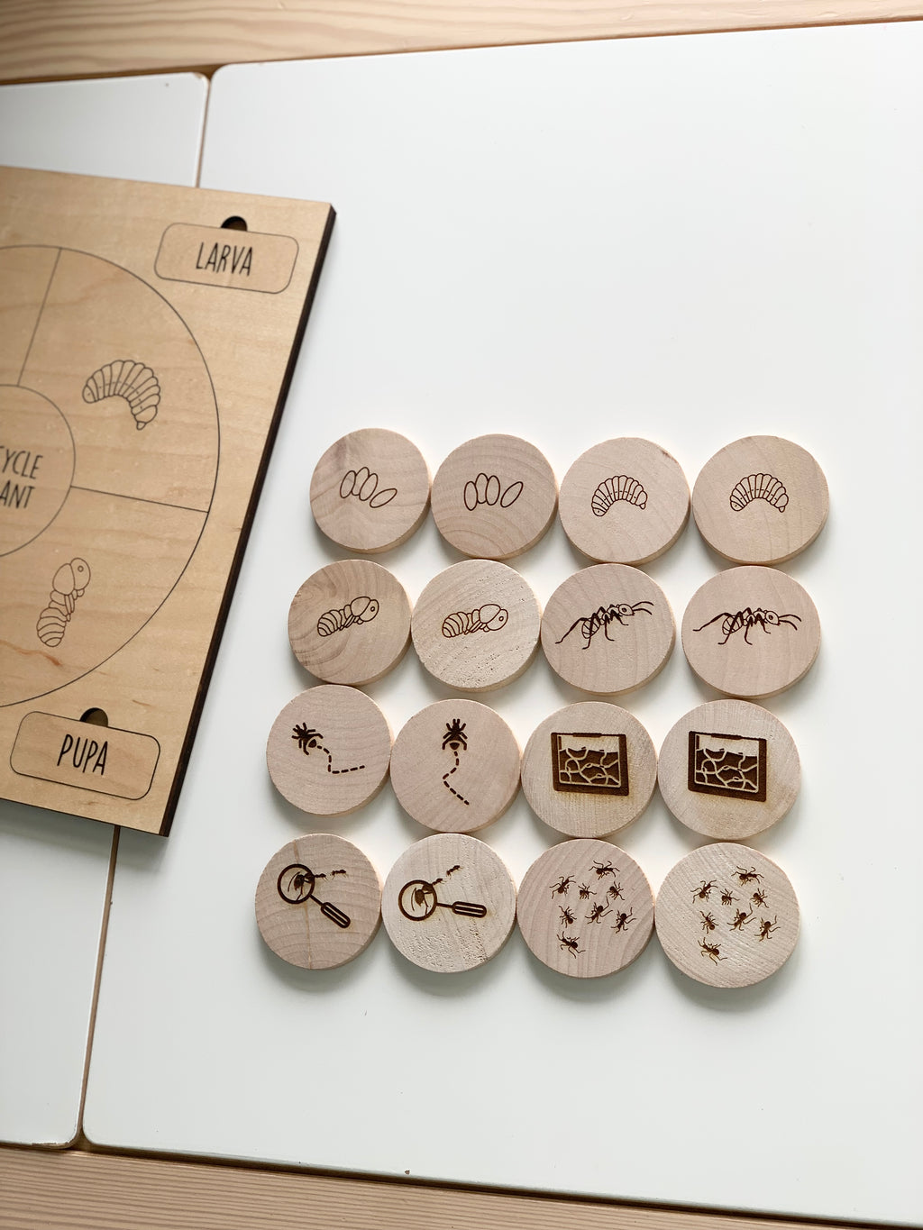Natural wooden 2-inch memory game discs with engraved ant life cycle illustrations arranged near engraved wooden board piece