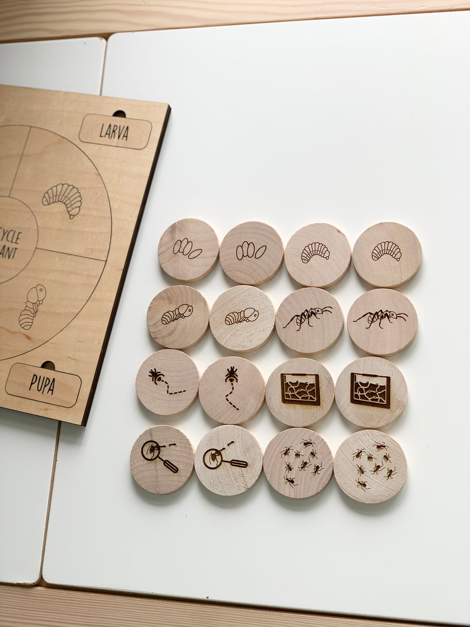 Natural wooden 2-inch memory game discs with engraved ant life cycle illustrations arranged near engraved wooden board piece