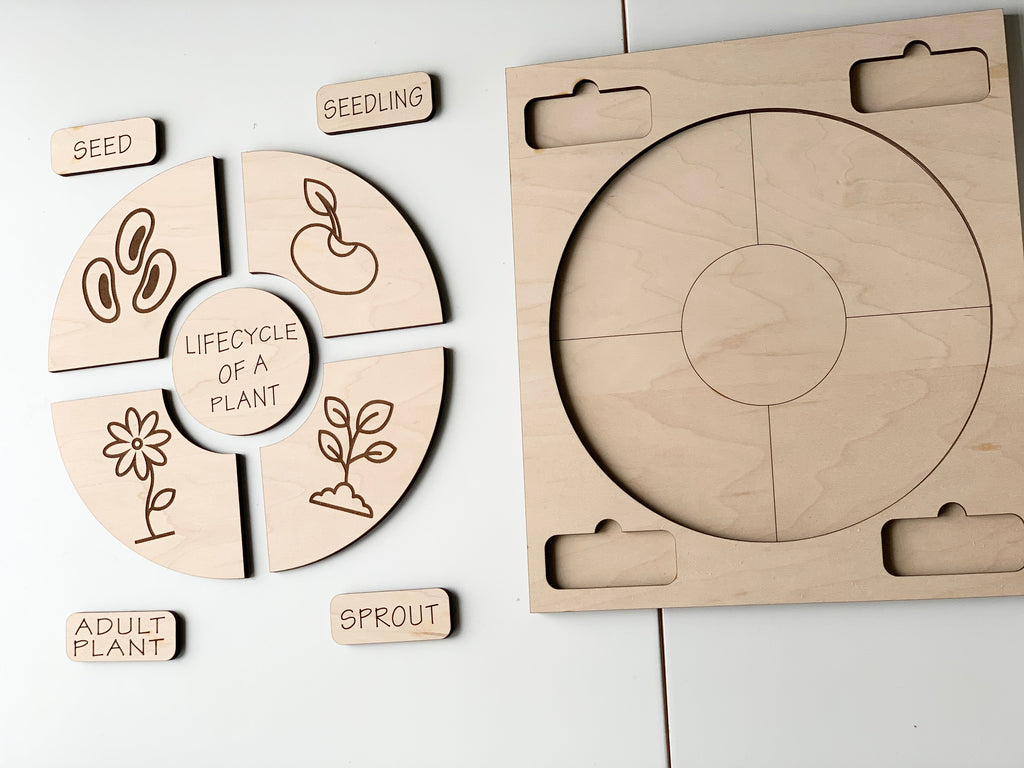 Natural wooden life cycle puzzle pieces illustrating plant growth stages with labeled cards and circular puzzle board on white surface