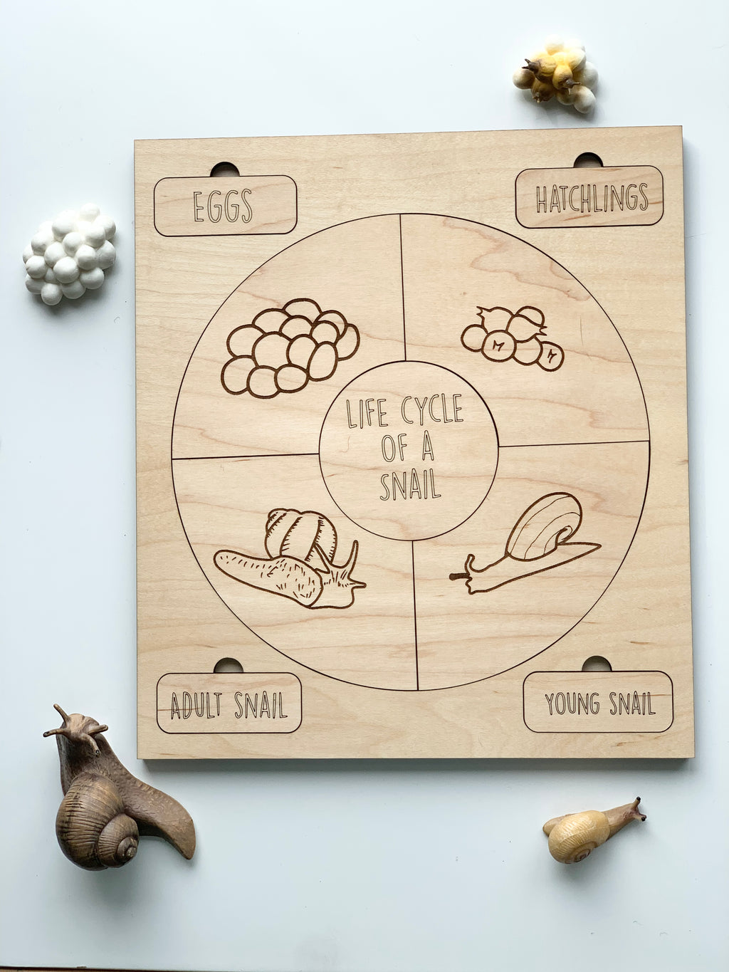 Wooden life cycle puzzle showing stages of a snail’s life with engraved eggs, hatchlings, young snail, and adult snail labels