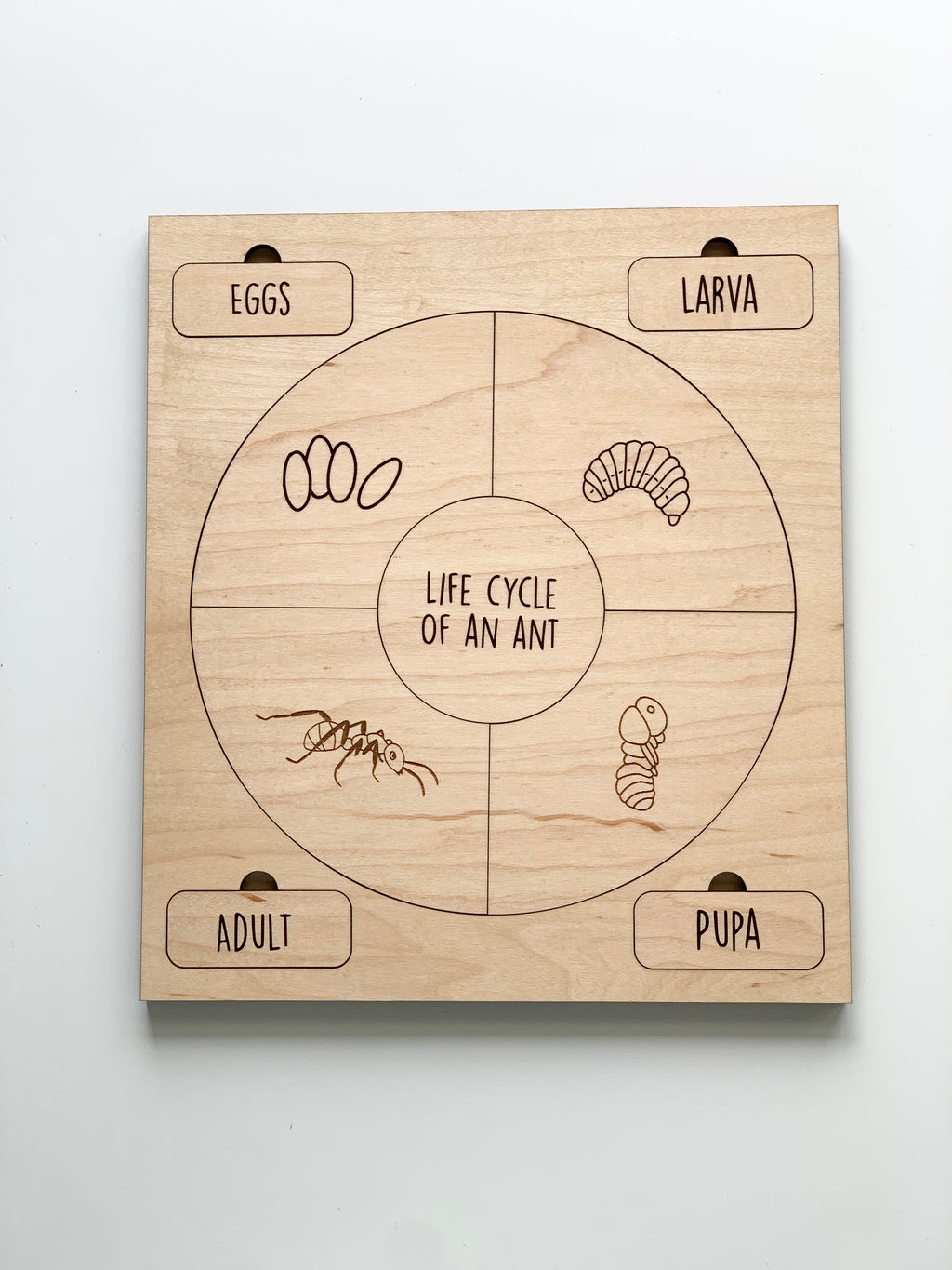Natural wooden puzzle showing life cycle of an ant with engraved eggs, larva, pupa, and adult stages on smooth surface