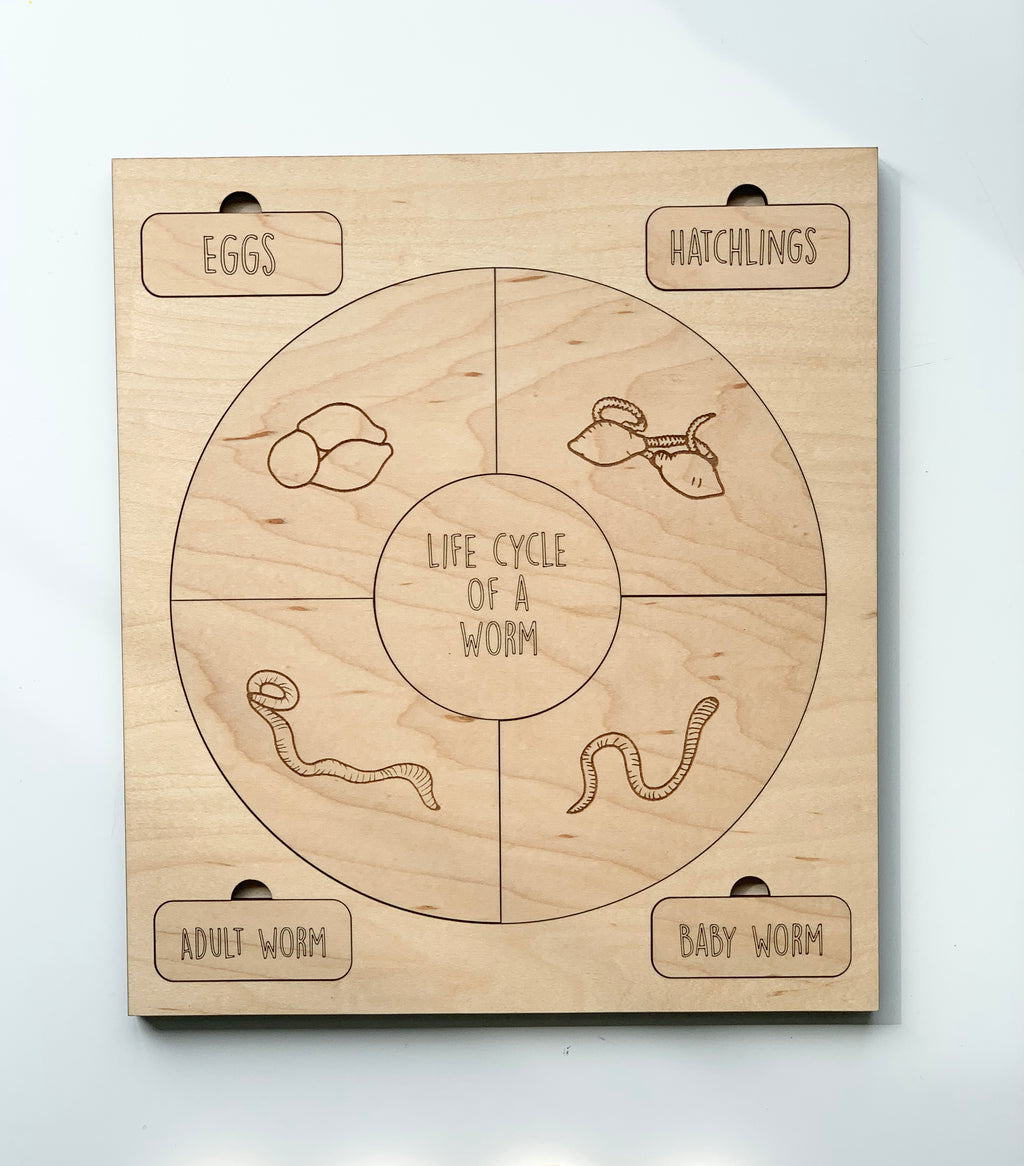 Natural wooden puzzle illustrating the life cycle of a worm with labeled stages and engraved illustrations