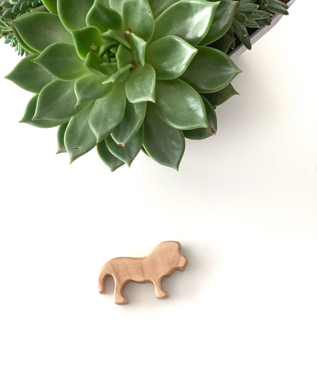 Small natural wooden lion toy figurine on white background near green succulent plant