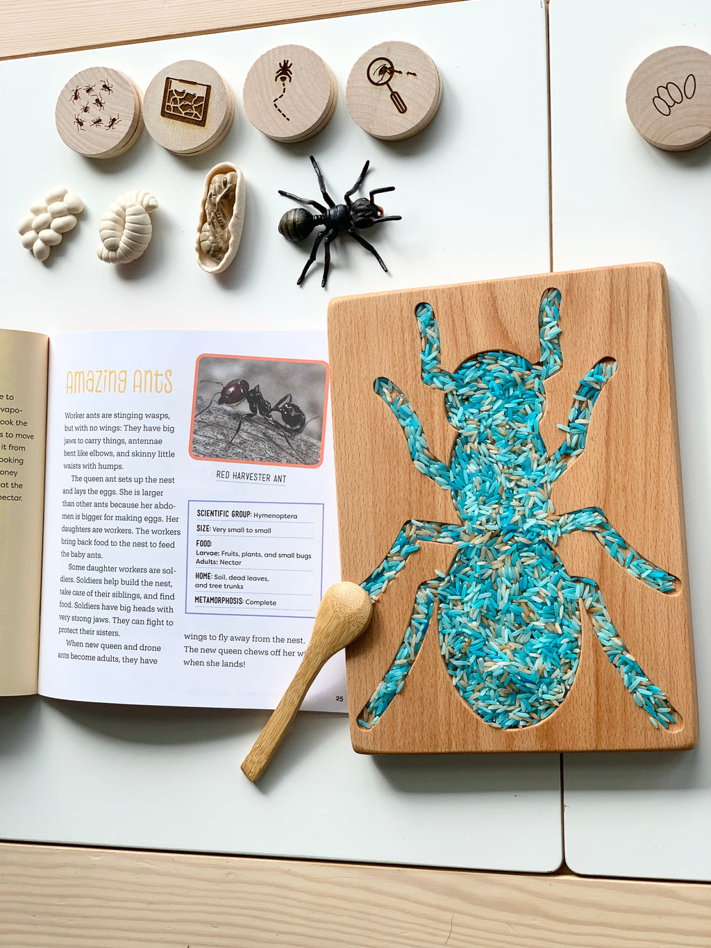 Wooden ant-shaped sensory tray filled with blue and white rice next to ant-themed wooden tokens and open educational book on ants