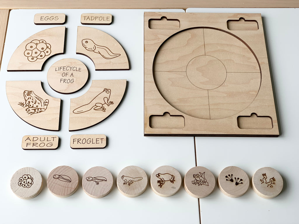 Wooden educational frog life cycle memory game pieces and puzzle board with engraved life stages and labeled wooden tiles