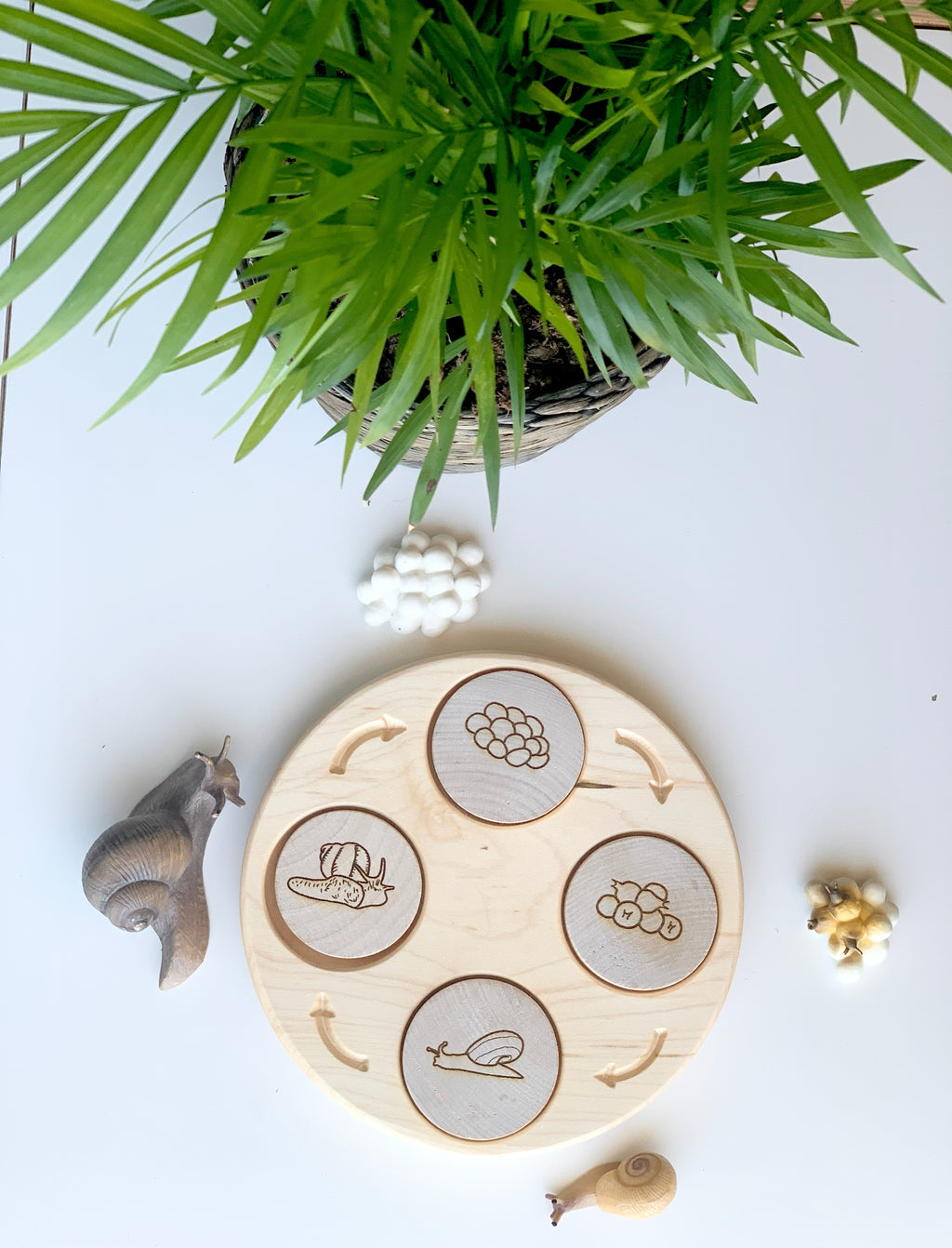 Natural wooden sensory tray with engraved life cycle images surrounded by snails and green plant on white surface