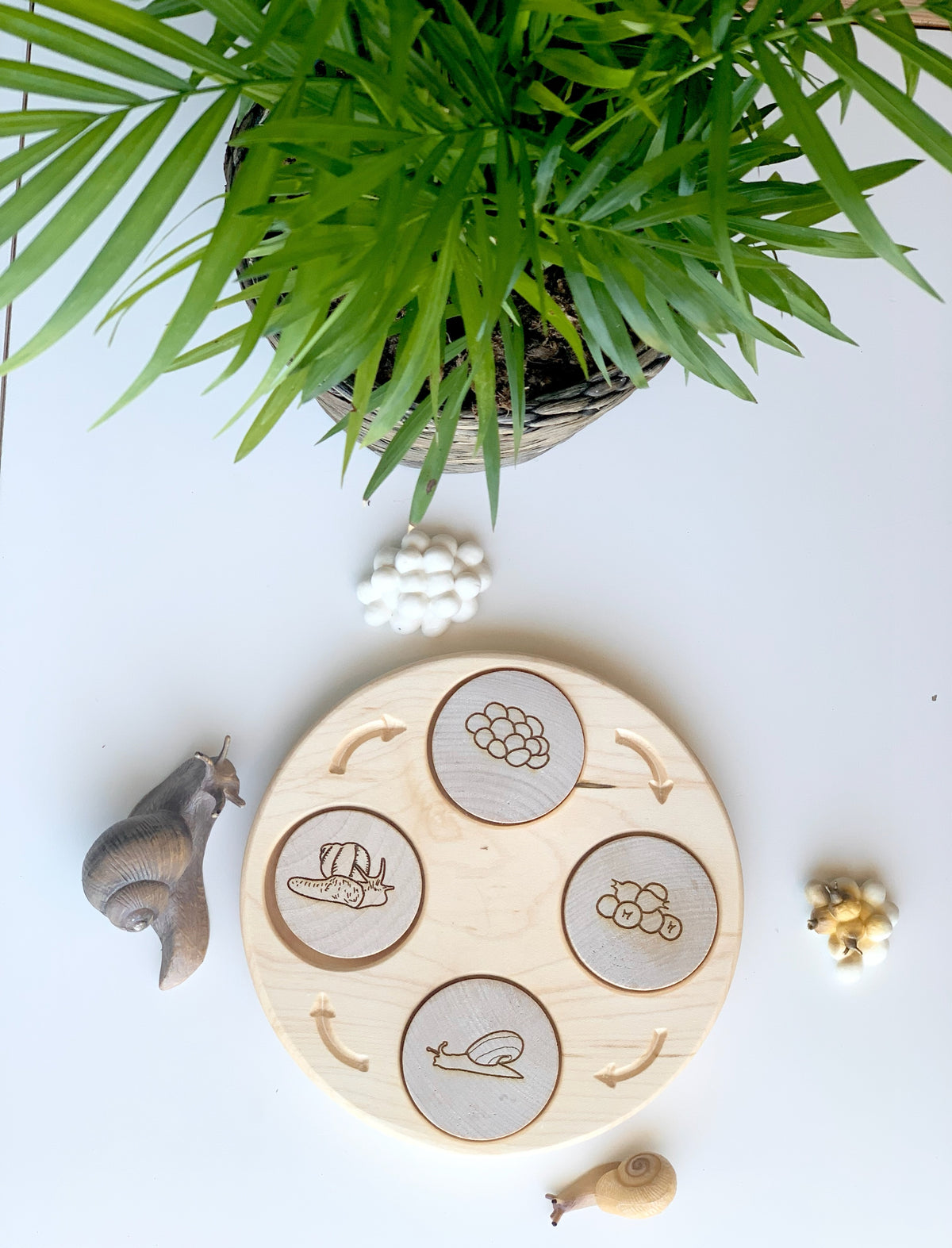 Natural wooden sensory tray with engraved life cycle images surrounded by snails and green plant on white surface