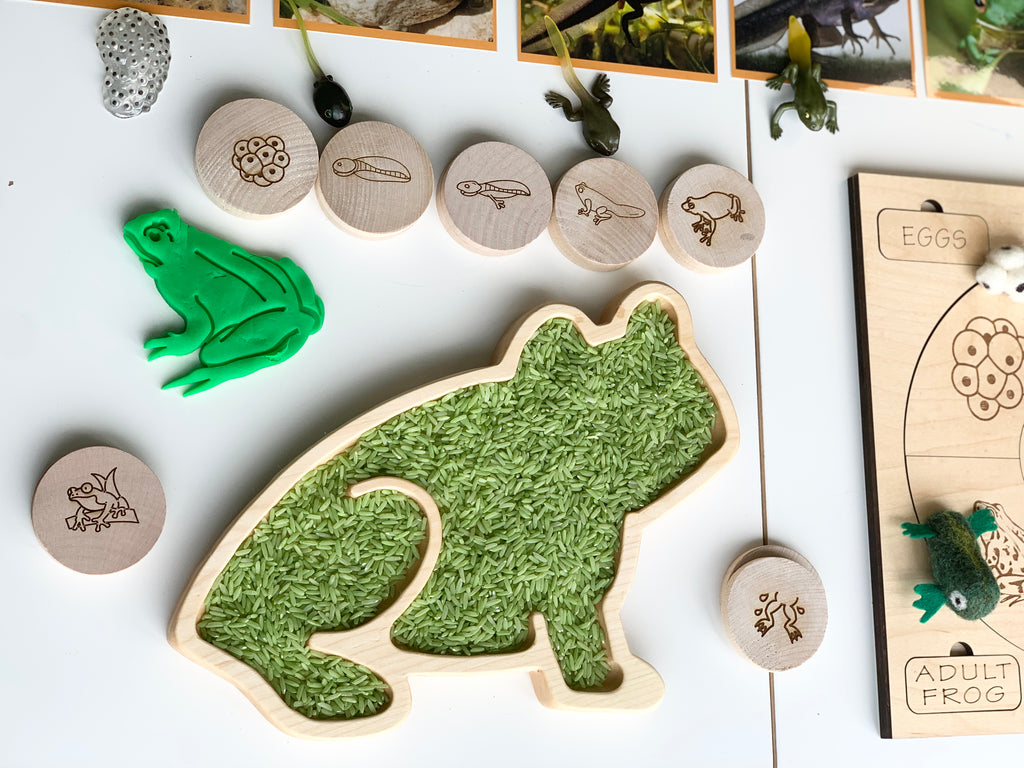 Wooden frog-shaped sensory tray filled with green textured material and surrounded by wooden discs with frog life-cycle illustrations