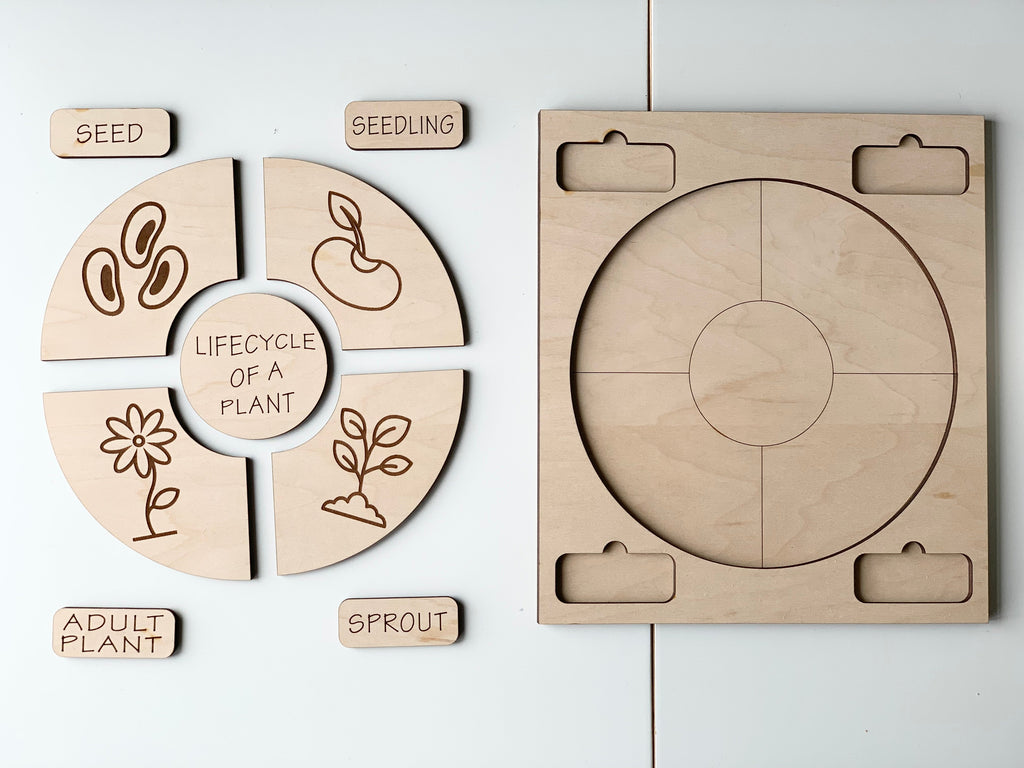 Natural wooden life cycle puzzle showing stages of a plant with labeled pieces and empty wooden board on white surface
