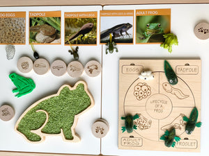 Wooden frog-shaped sensory tray with green felt inside and wooden lifecycle of a frog puzzle pieces on white background