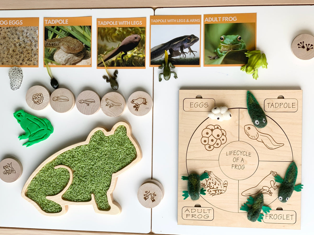 Wooden frog-shaped sensory tray with green felt inside and wooden lifecycle of a frog puzzle pieces on white background