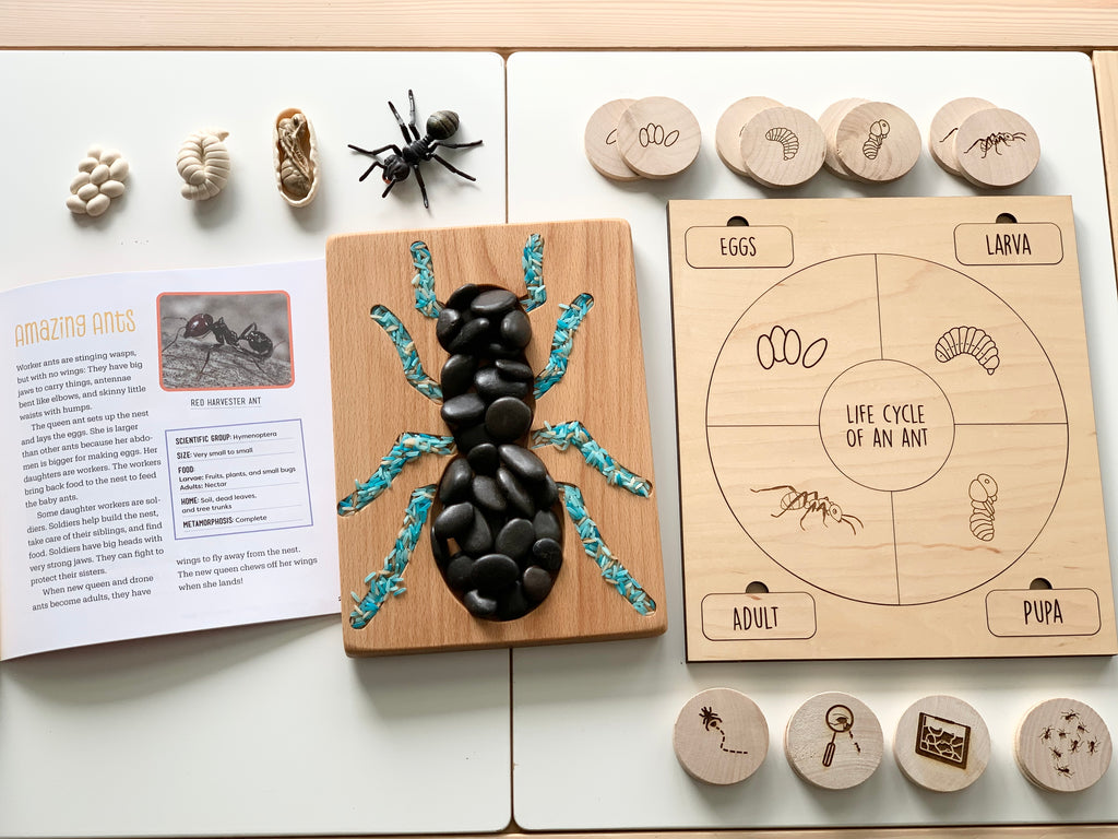 Ant sensory tray with wooden life cycle of an ant puzzle, black stone ant craft, insect models, and educational booklet on table