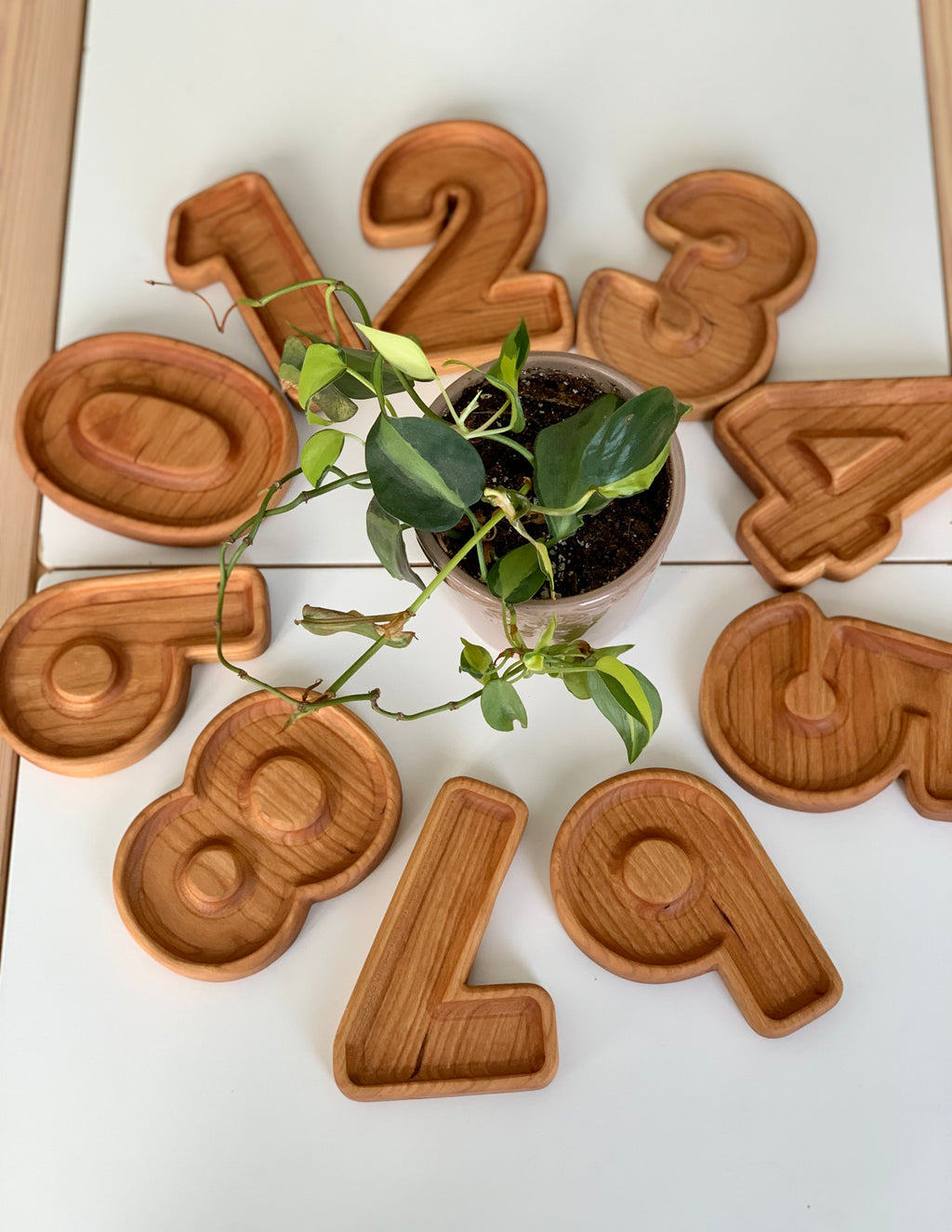 Natural wooden number plates arranged in a circle with green potted plant on white surface