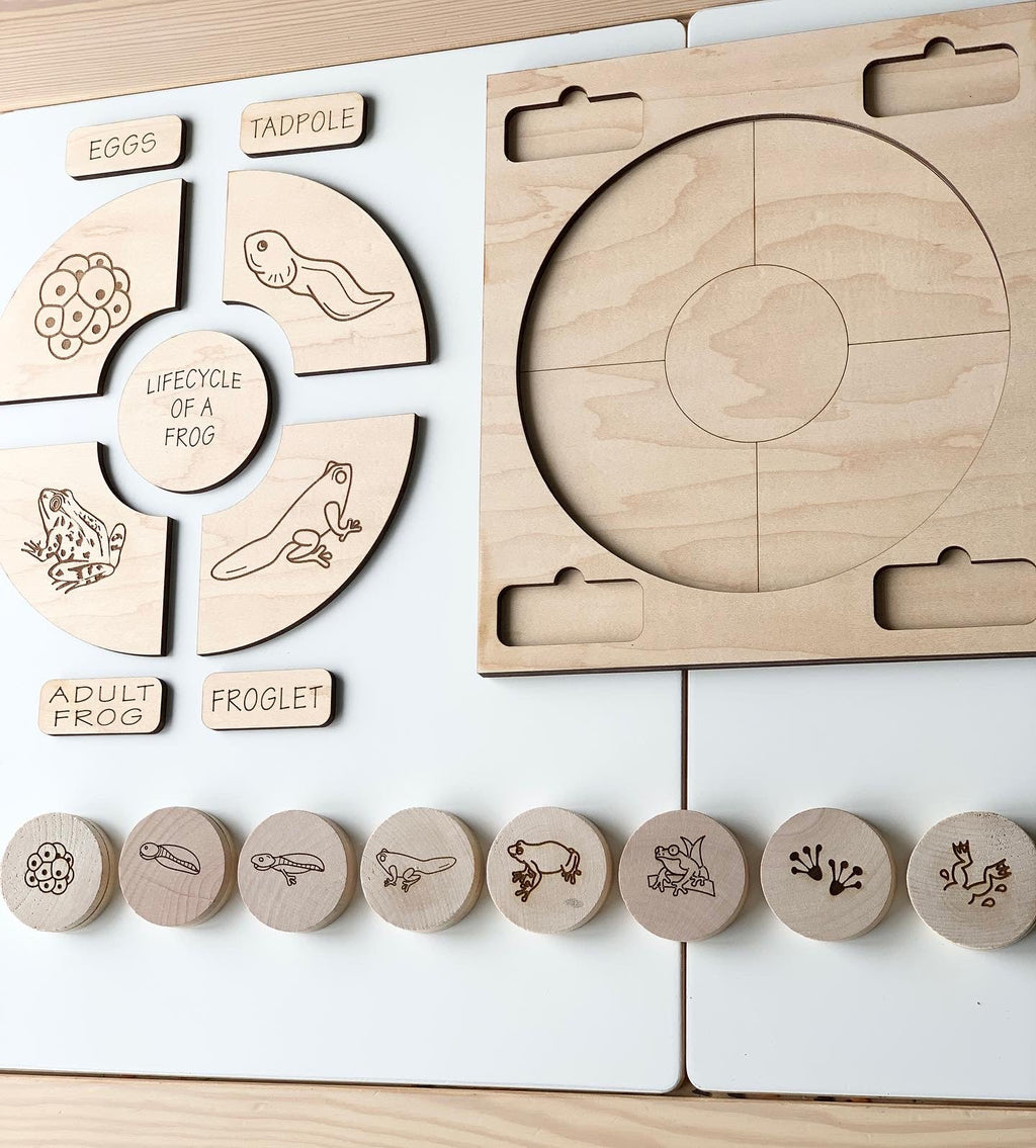 Natural wooden life cycle puzzle pieces showing frog stages with labeled parts and matching round tokens on white background