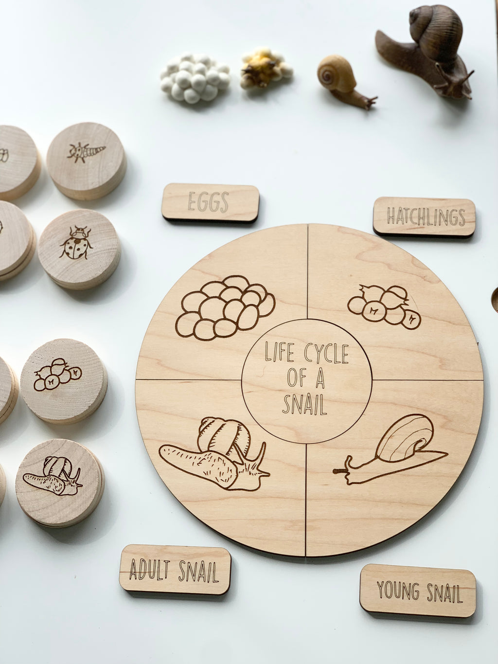 Wooden life cycle puzzle showing stages of a snail with engraved illustrations and labeled pieces on white background